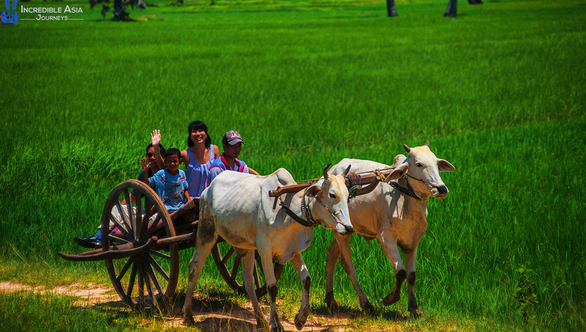 Ox cart